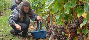 https://www.ruedesvignerons.com/fr/region/vignoble-de-bordeaux BORDEAUX et sa région Rue des vignerons